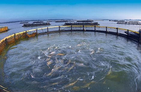 Six points must be mastered for healthy and efficient aquaculture in summer