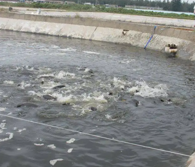 Aquaculture experience sharing: common fish disease prevention techniques