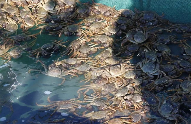 Application of nano tube microporous oxygenation technology in crab aquaculture