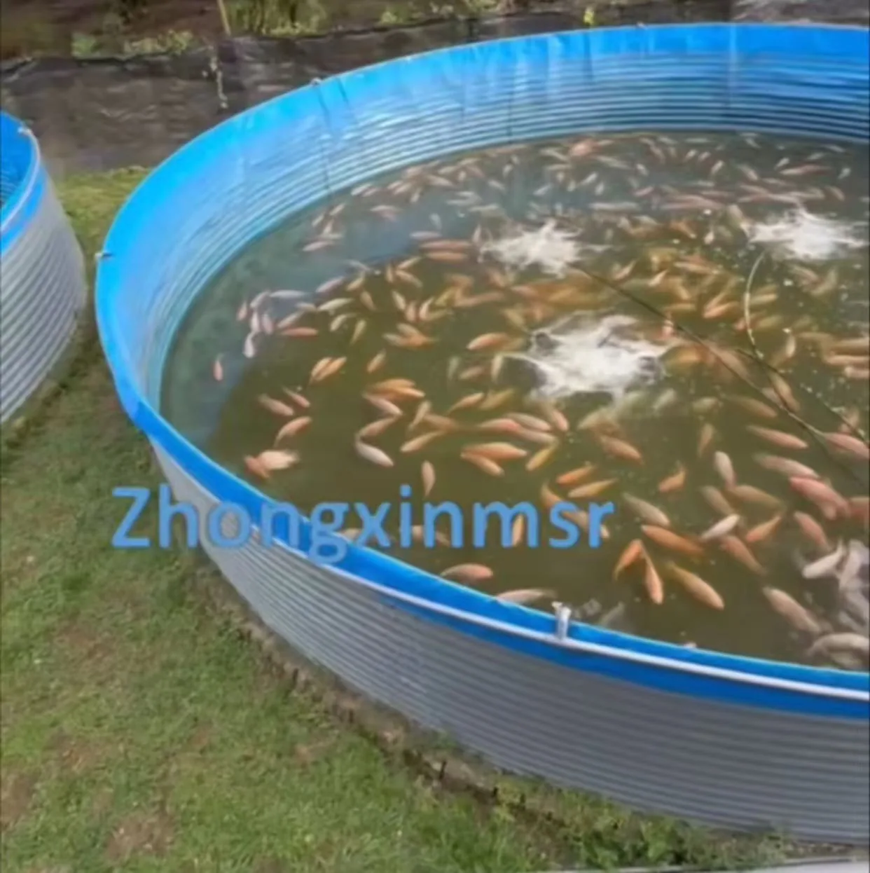 Tilapia Pond Aerator: Setup, Sizing & Dissolved Oxygen