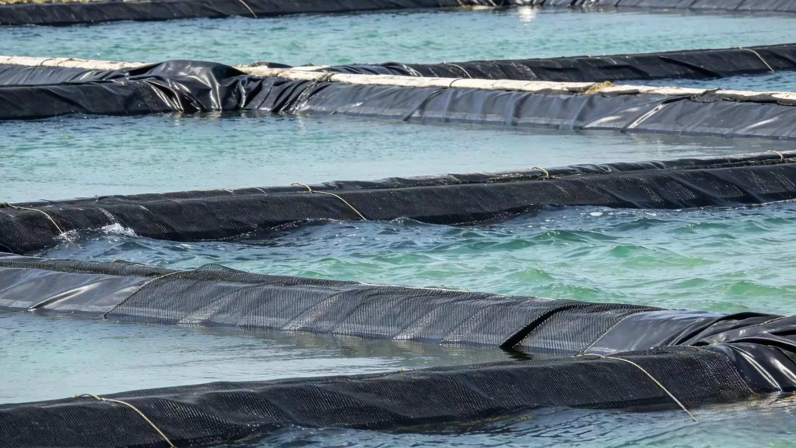 Pond Aeration Technology: Aerator Types and Microporous Bottom Aeration