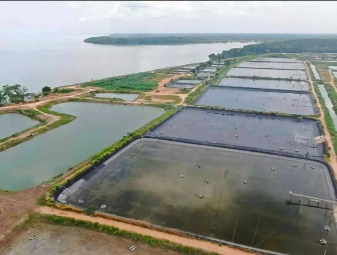 Emergency Management for Yellow Catfish Farming in Extreme Heat