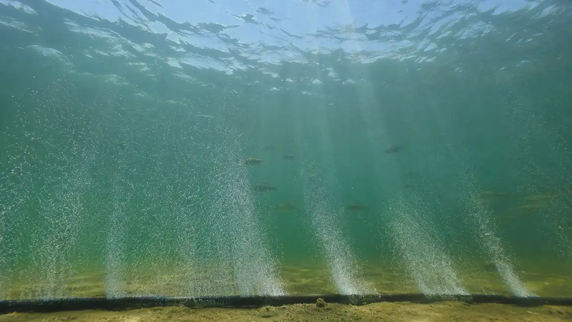 Microbolhas subindo de mangueira microporosa no fundo de viveiro de peixes