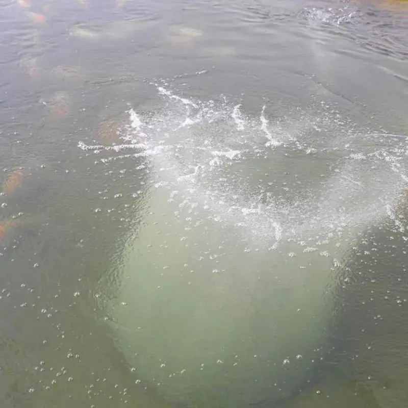 Tropical Pond Aeration: Fine Bubble vs Paddle Wheel in Hot Climates