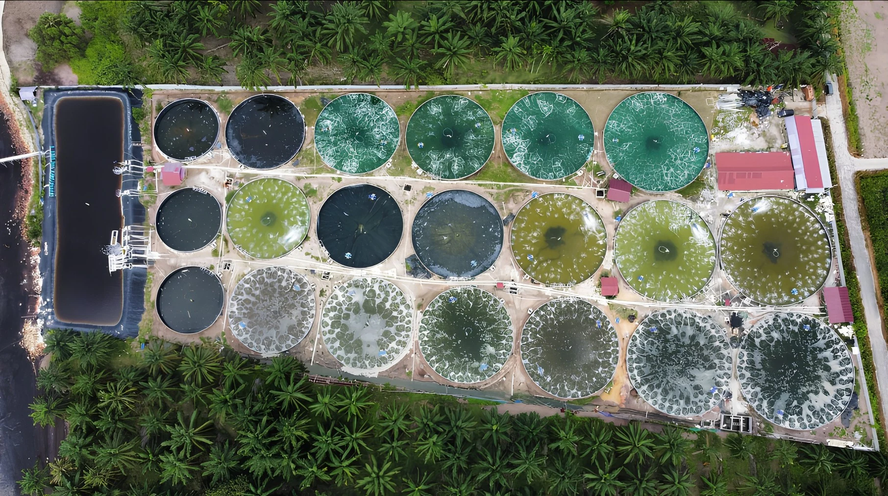 When to Turn Off Pond Aeration (and When Not To): DO-Curve Rules for Shrimp Farmers